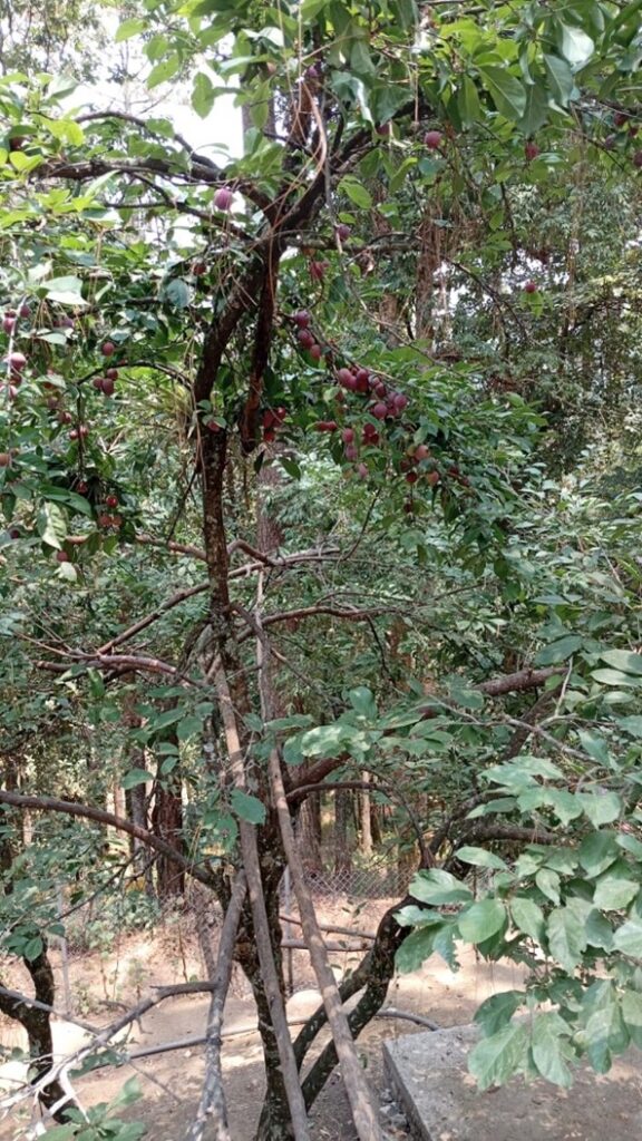 Lotes-fiesta-de-los-bosques-01