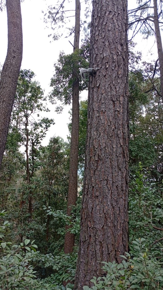 Lotes-fiesta-de-los-bosques-02