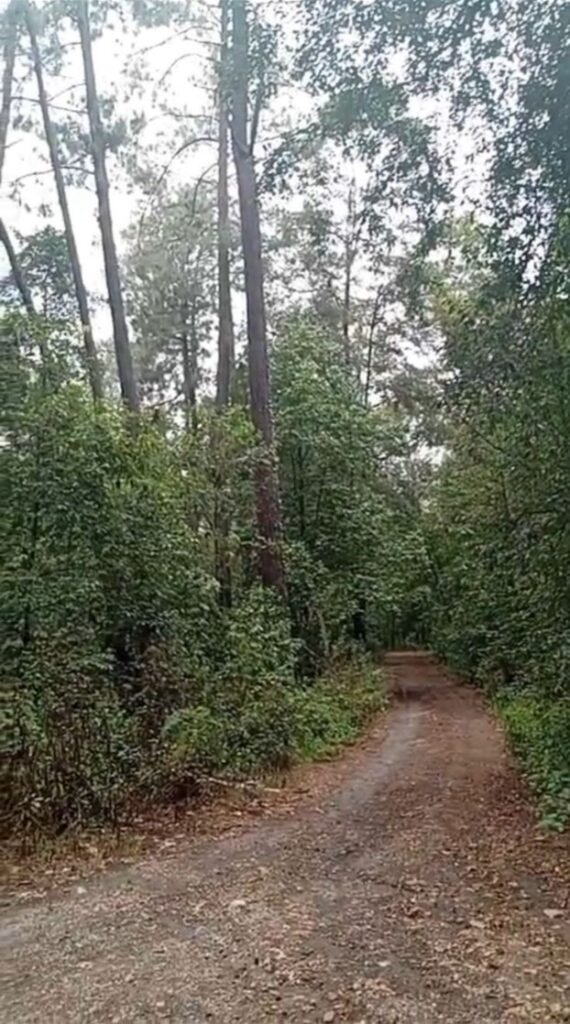 Lotes-fiesta-de-los-bosques-04