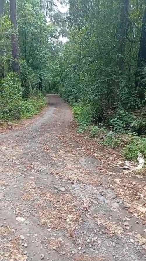 Lotes-fiesta-de-los-bosques-05