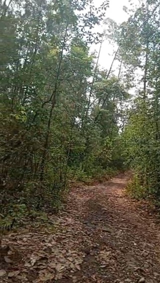 Lotes-fiesta-de-los-bosques-06