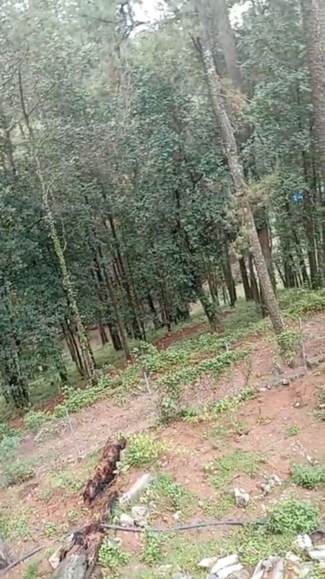 Lotes-fiesta-de-los-bosques-07